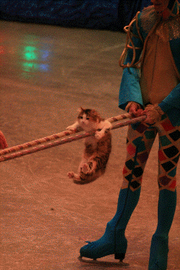 trained housecats.  Way cool.