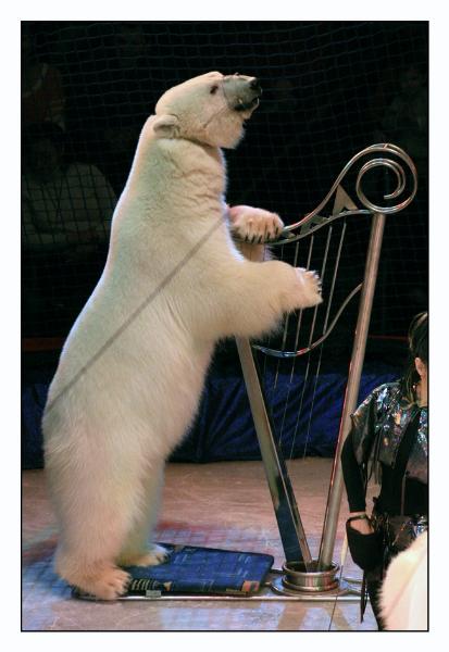 trained polar bears playing the 'harp'...