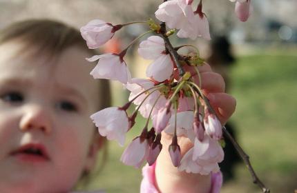 I think it may be a felony to pick the blossoms at the tidal basin.  I'm glad nobody saw her do it...  Well, except for me who then posted the picture on the internet...  Bad daddy.