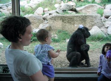 Audrey waving at the gorillas.  She waved at everyone (and everything) including the lemurs, the meerkats, and the garbage bin.